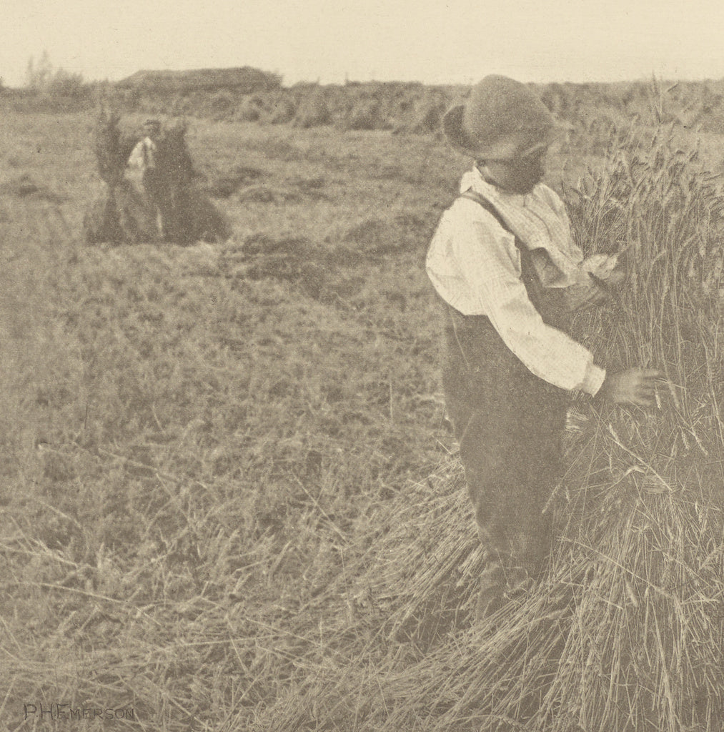 Peter Henry Emerson:Shocking Corn. [Norfolk.], Poster Print Wall Art