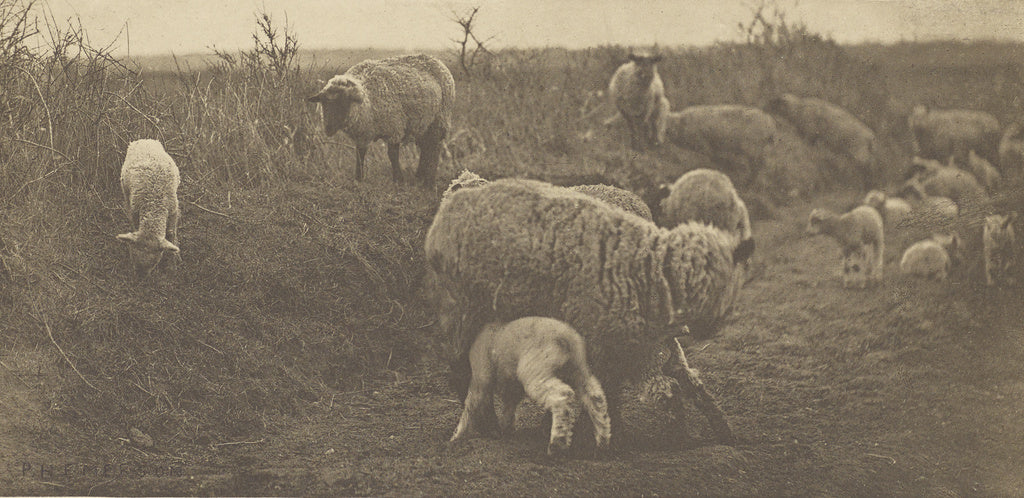 Peter Henry Emerson:A March Pastoral. [Suffolk.], Poster Print Wall Art