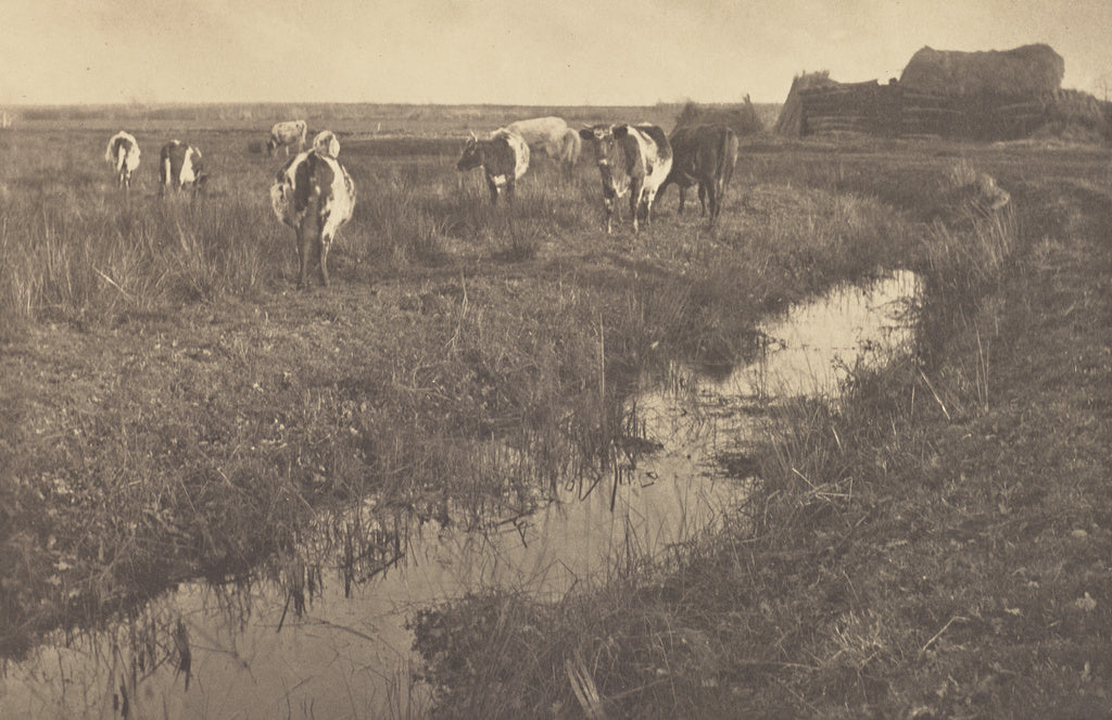 Peter Henry Emerson:Cattle on the Marshes, Poster Print Wall Art