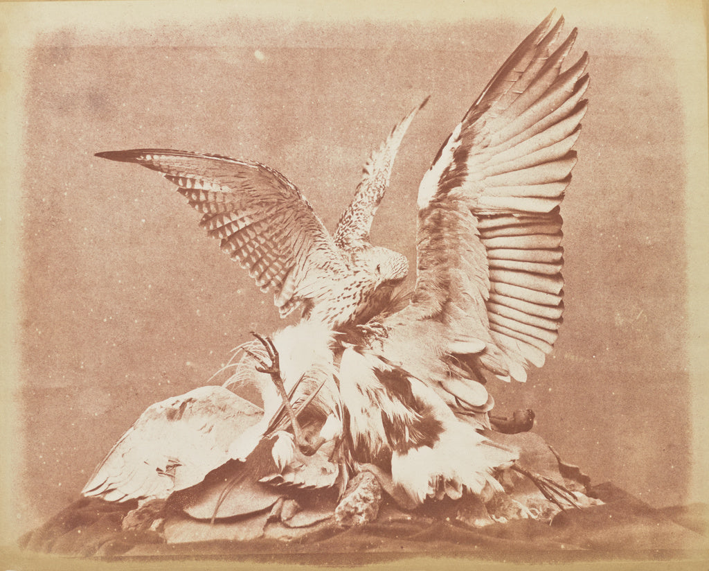 Unknown:[Bird of Prey], Poster Print Wall Art