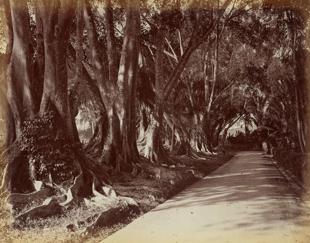 Unknown:[Peradeniya Botanical Garden], Poster Print Wall Art