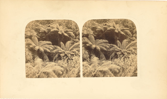 Morton Allport:Tree-Ferns in Tasmania,16x12