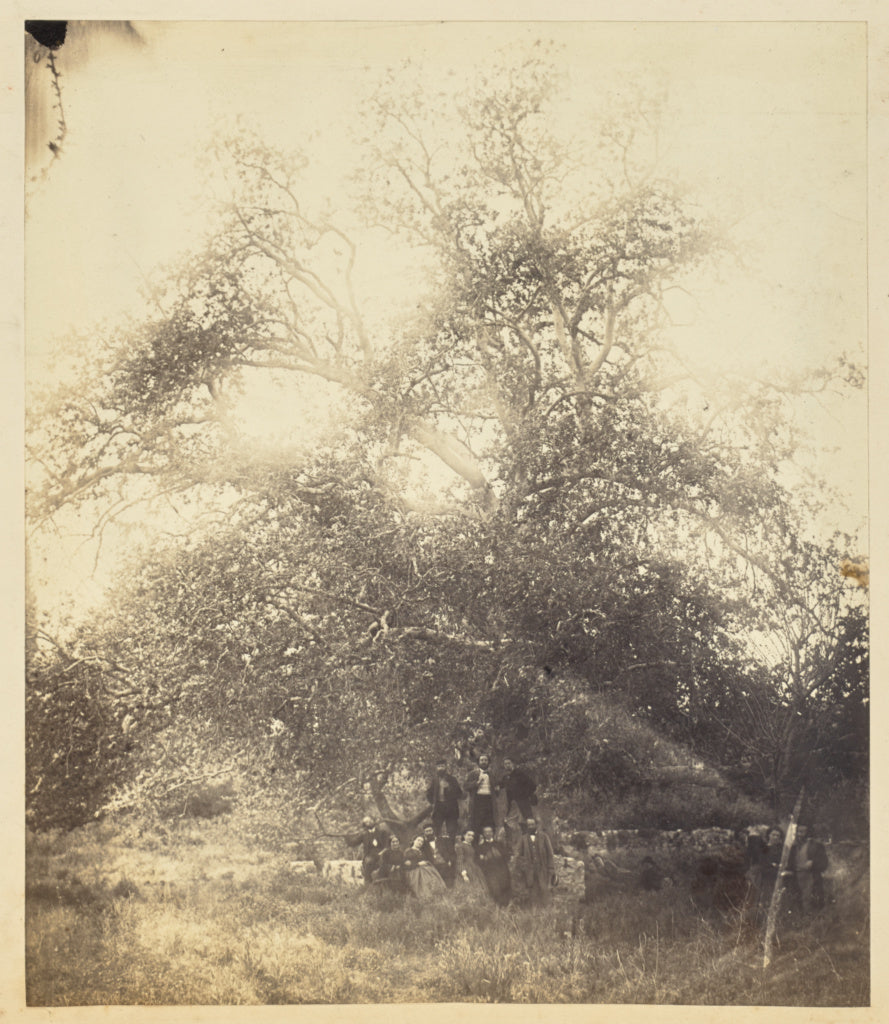 Unknown:Homer's Mane Tree, Poster Print Wall Art