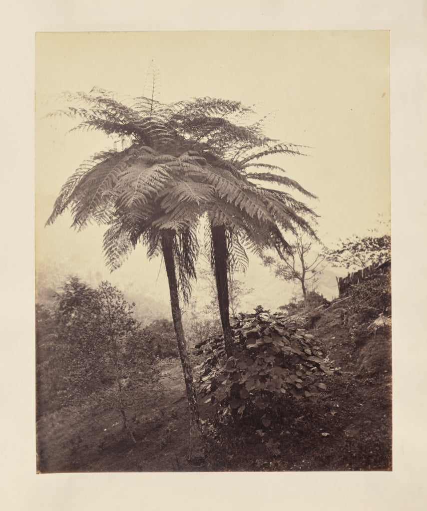 Unknown maker:[Ferns], Poster Print Wall Art