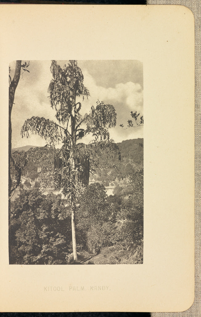 Henry W. Cave:Kitool Palm, Poster Print Wall Art