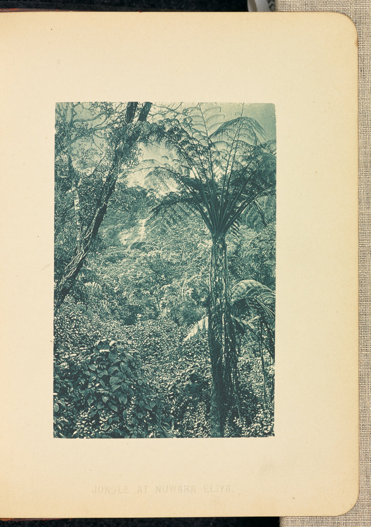 Henry W. Cave:Jungle at Nuwara Eliya, Poster Print Wall Art