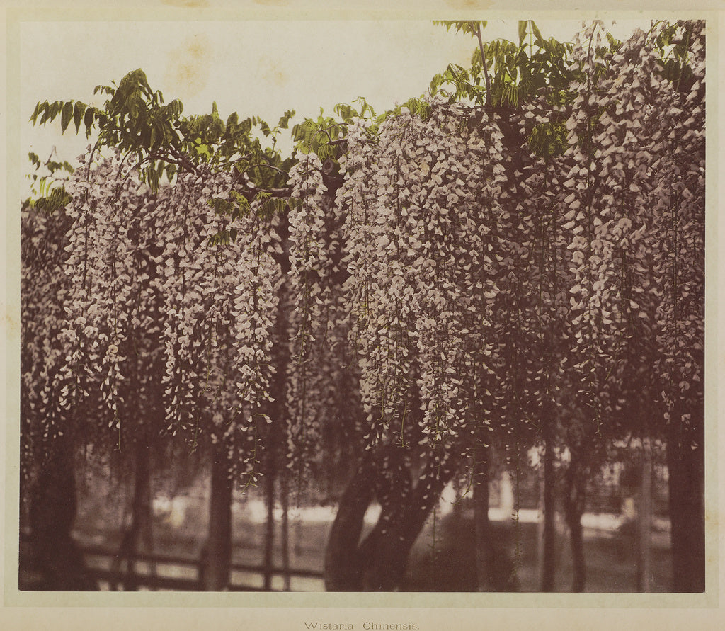Kazumasa Ogawa:Wistaria Chinensis, Poster Print Wall Art