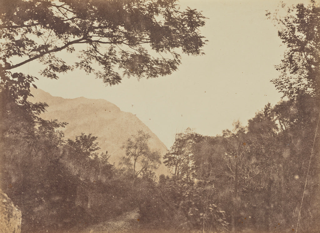 Jane St. John:Acacia, Como, Poster Print Wall Art