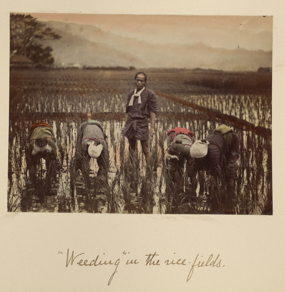 Shinichi Suzuki:Weeding in the rice fields, Poster Print Wall Art
