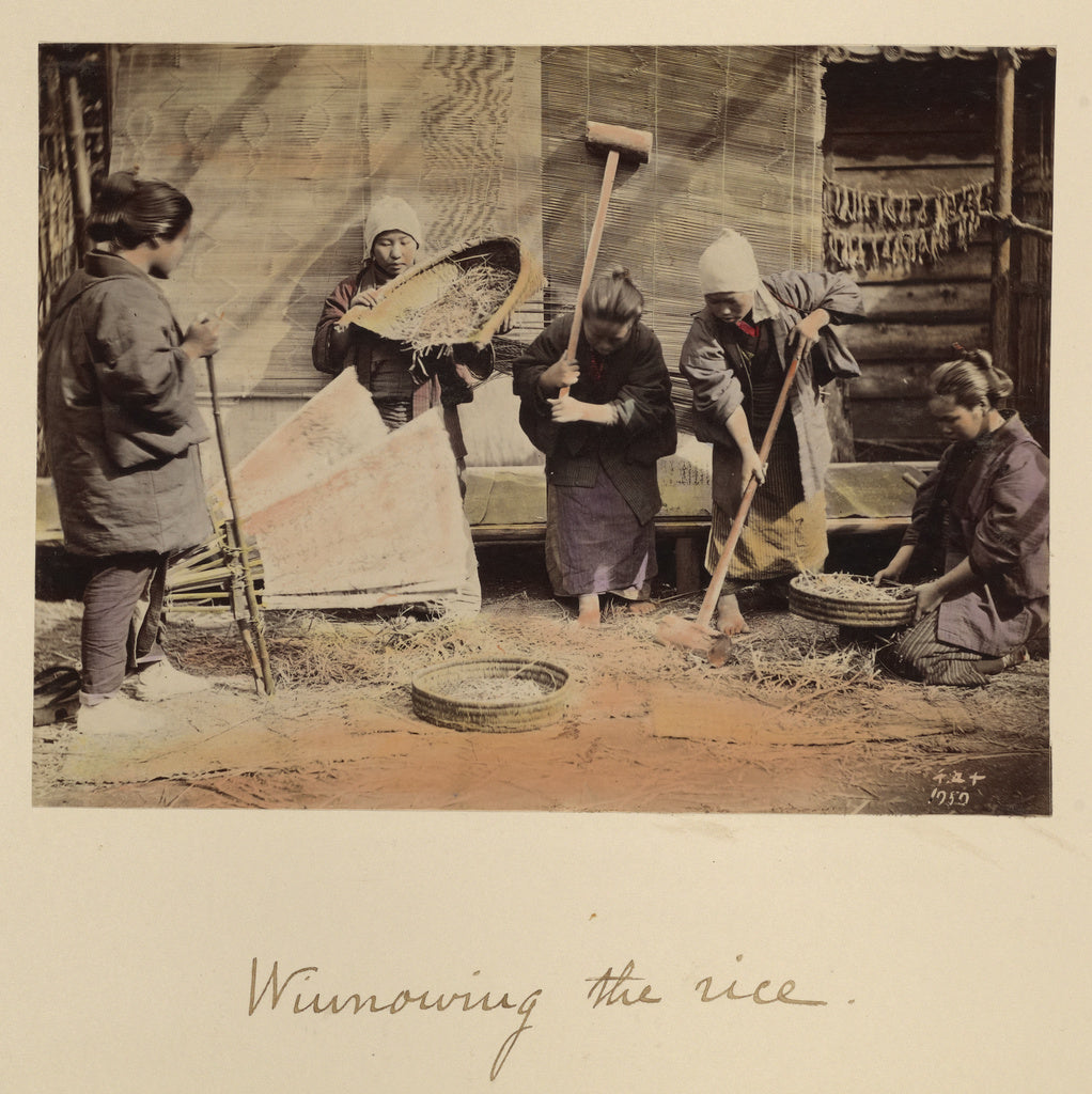 Shinichi Suzuki:Winnowing the rice, Poster Print Wall Art