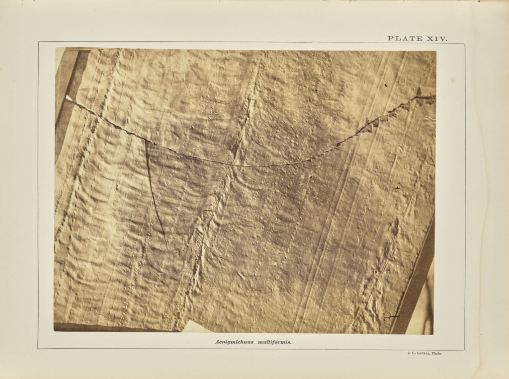 John L. Lovell:Aenigmichnus multiformis, Poster Print Wall Art