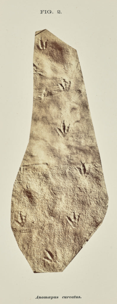 John L. Lovell:Anomœpus curvatus, Poster Print Wall Art