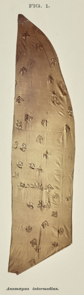 John L. Lovell:Anomœpus intermedius, Poster Print Wall Art
