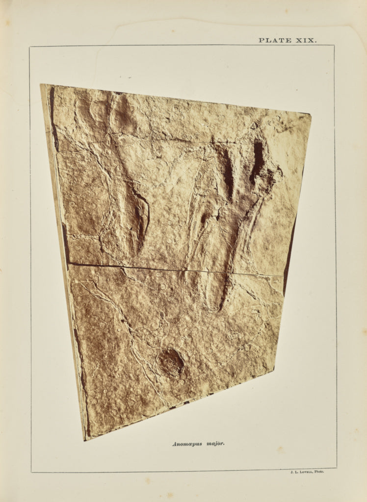 John L. Lovell:Anomœpus major, Poster Print Wall Art