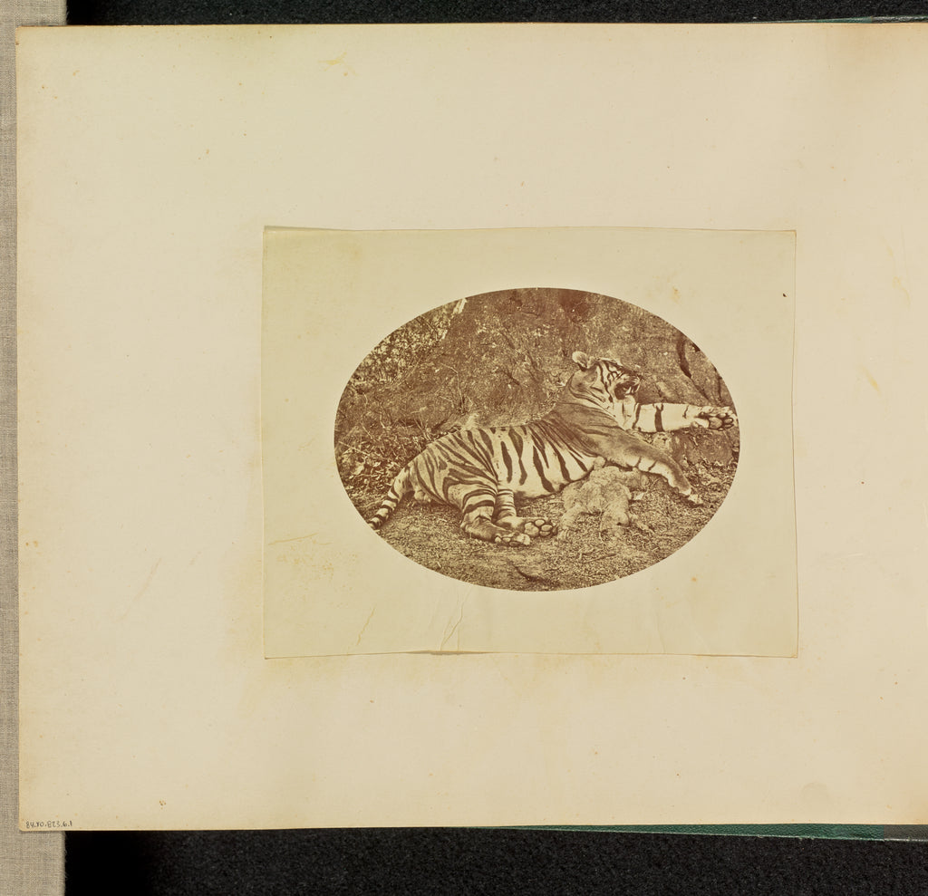 Willoughby Wallace Hooper:[Tiger], Poster Print Wall Art