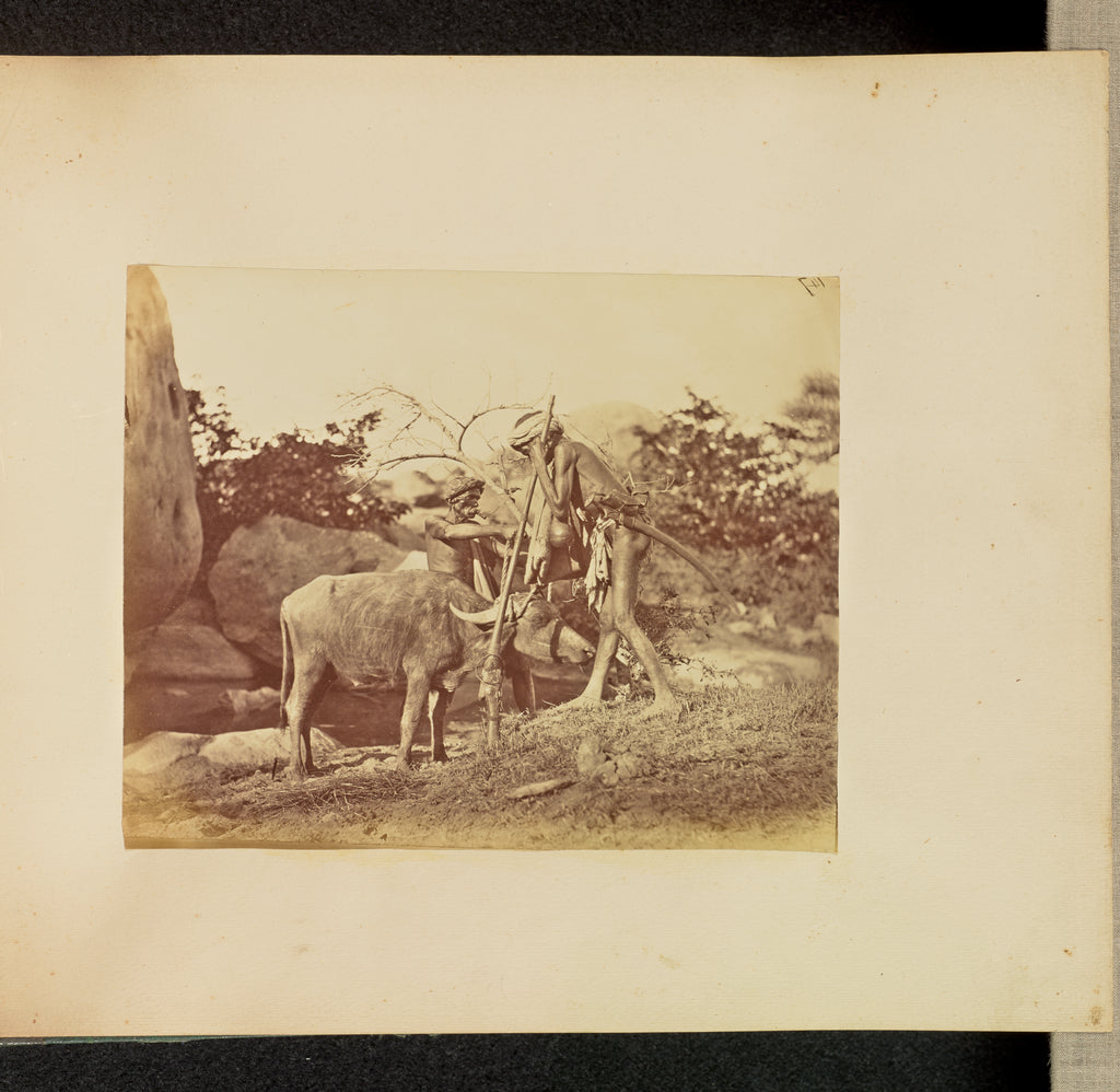 Willoughby Wallace Hooper:[Men and Bull], Poster Print Wall Art