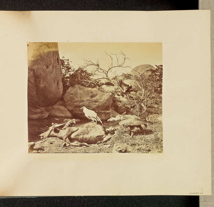 Willoughby Wallace Hooper:[Vultures on Carcass],16x12