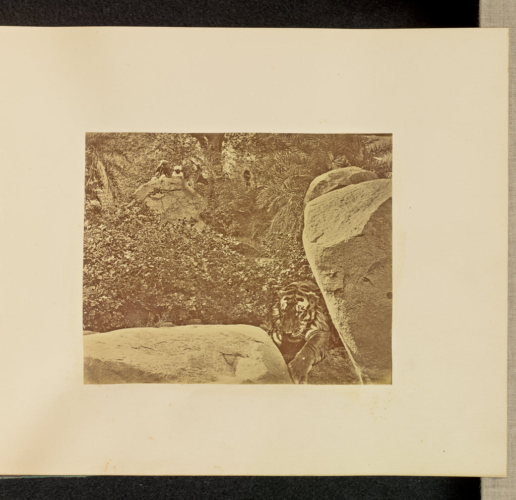 Willoughby Wallace Hooper:[Tiger on Rocks], Poster Print Wall Art