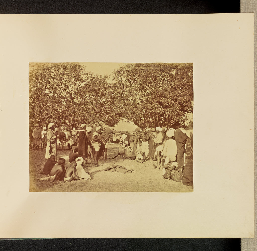 Willoughby Wallace Hooper:[Captured Tiger in Camp], Poster Print Wall Art