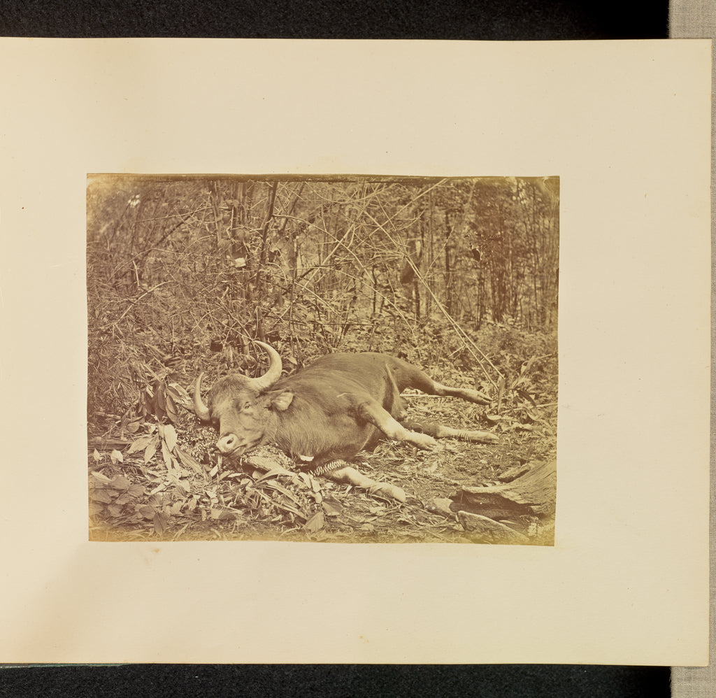 Willoughby Wallace Hooper:[Bull Carcass], Poster Print Wall Art