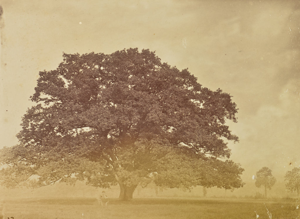 Willoughby Wallace Hooper:[Tree], Poster Print Wall Art