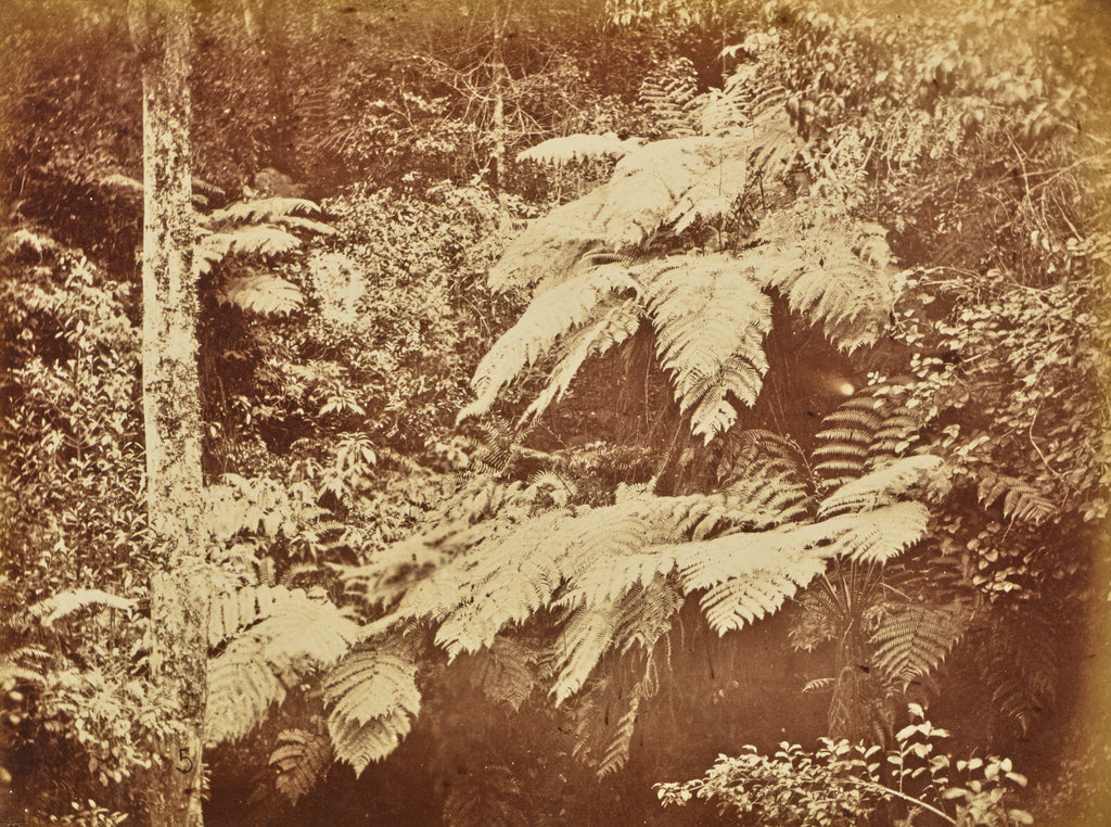 Willoughby Wallace Hooper:[Ferns], Poster Print Wall Art