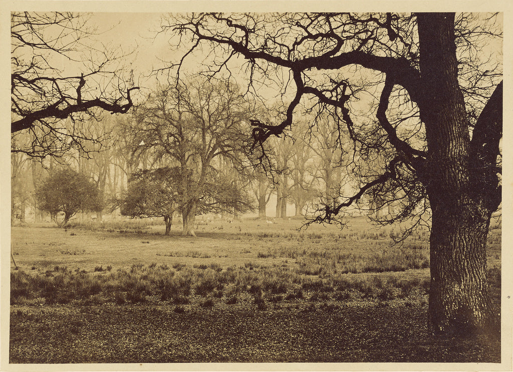 William Henry Nicholl:Windsor Park, Deer Feeding, Poster Print Wall Art