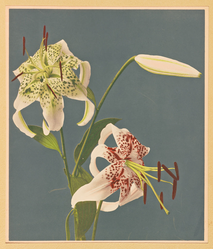Kazumasa Ogawa:[Lilies], Poster Print Wall Art
