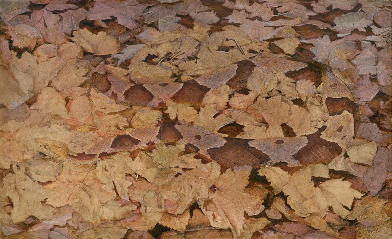Abbott Handerson Thayer:Copperhead Snake on Dead Leaves, stu,16x12"(A3)Poster