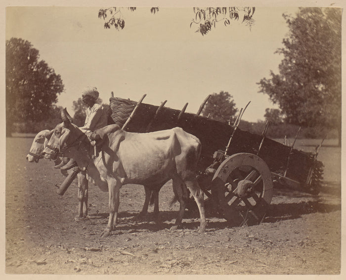 Unknown:Agricultural Cart, Guzerat,16x12