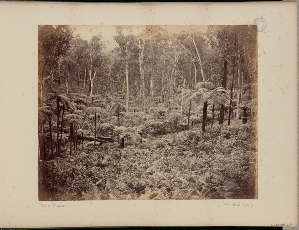 Charles Bayliss:Fern Trees, Poster Print Wall Art