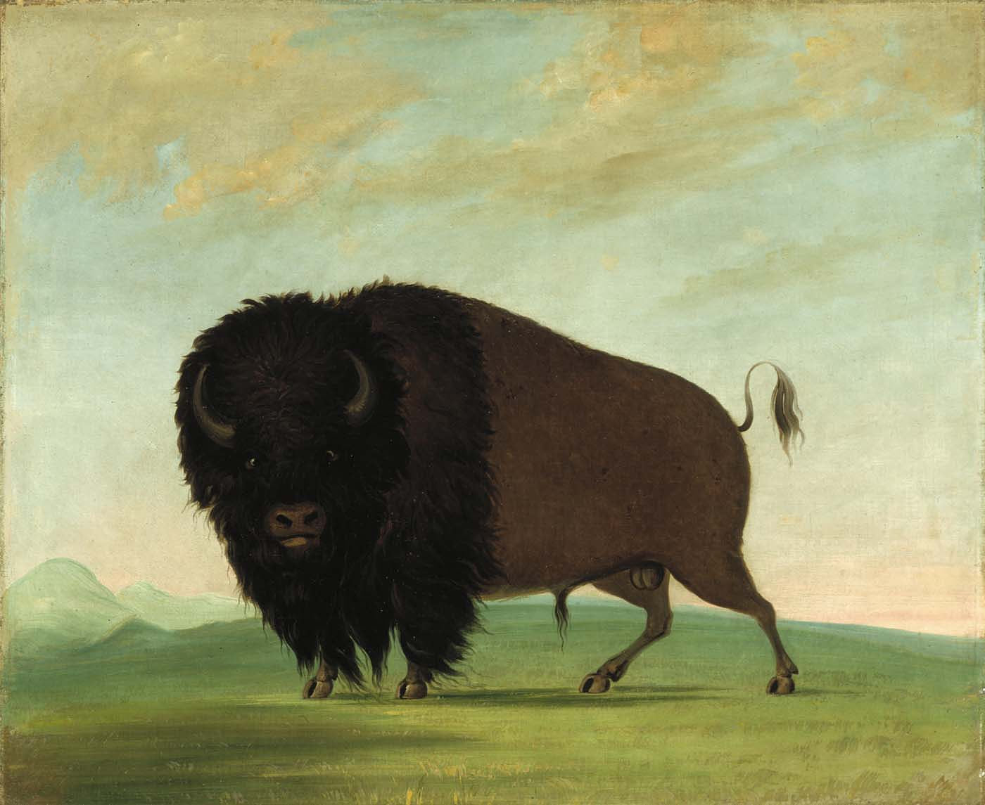 George Catlin:Buffalo Bull, Grazing on the Prairie,16x12"(A3)Poster