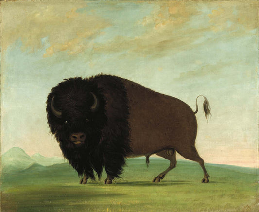 George Catlin:Buffalo Bull, Grazing on the Prairie,16x12"(A3)Poster