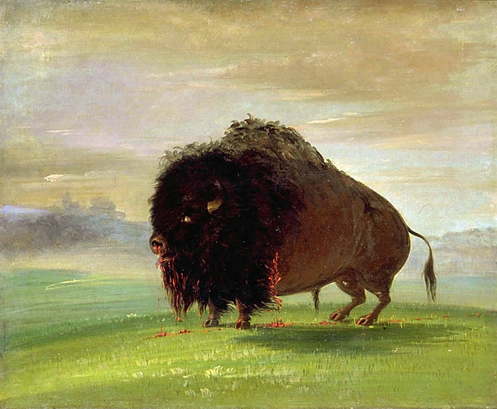 George Catlin:Wounded Buffalo, Strewing His Blood over the P,16x12