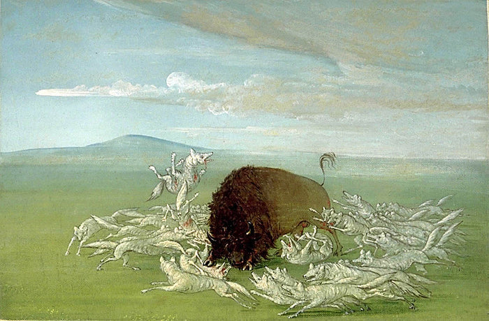 George Catlin:White Wolves Attacking a Buffalo Bull,16x12