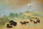 George Catlin:Elk and Buffalo Making Acquaintance, Texas,16x12"(A3)Poster