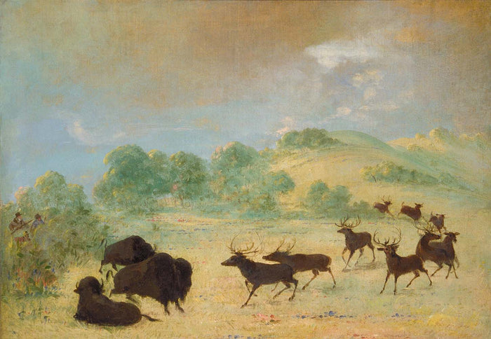 George Catlin:Elk and Buffalo Making Acquaintance, Texas,16x12