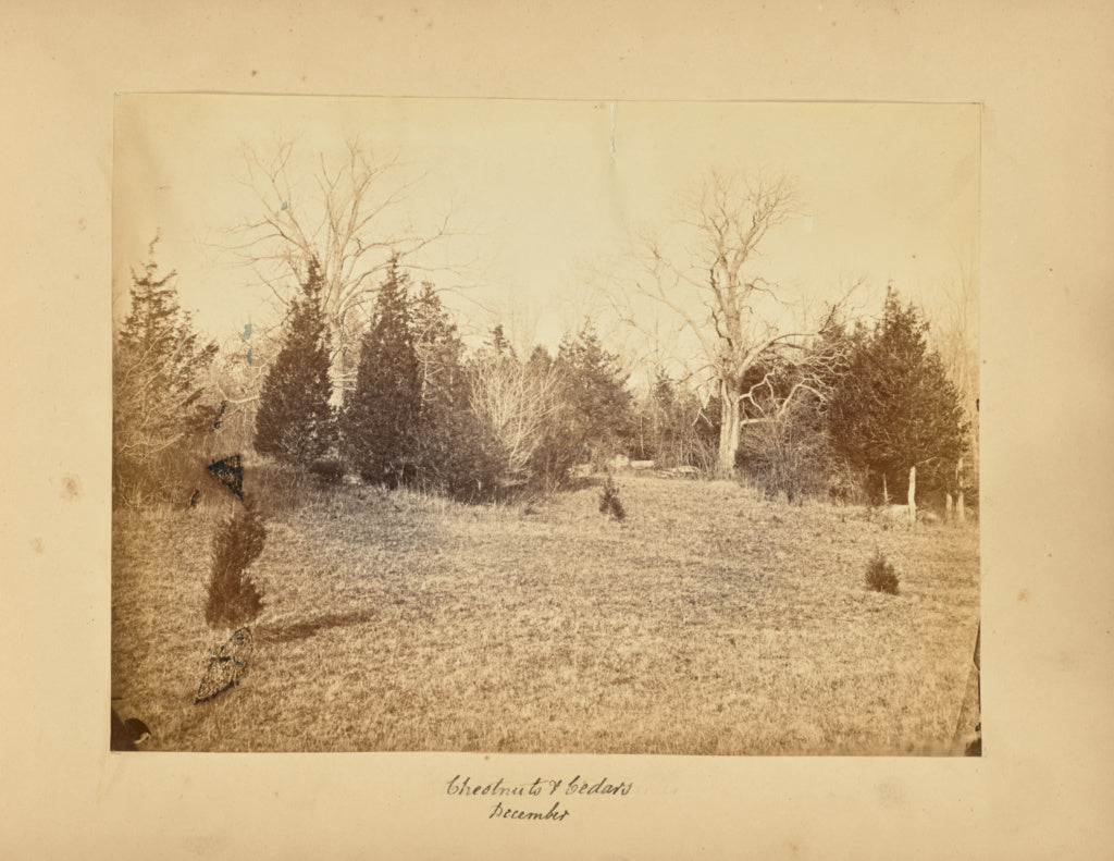 Alfred BoothPossibly:Chestnuts and Cedars - December, Poster Print Wall Art
