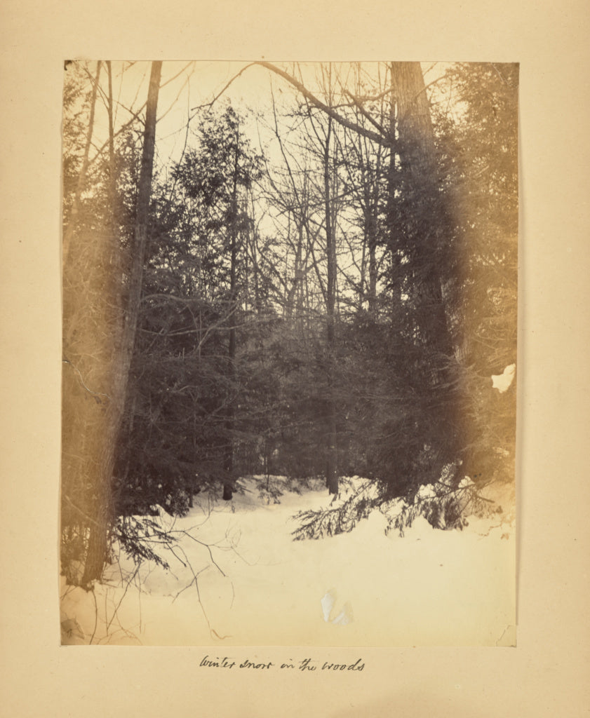 Alfred BoothPossibly:Winter Snow in the Woods, Poster Print Wall Art