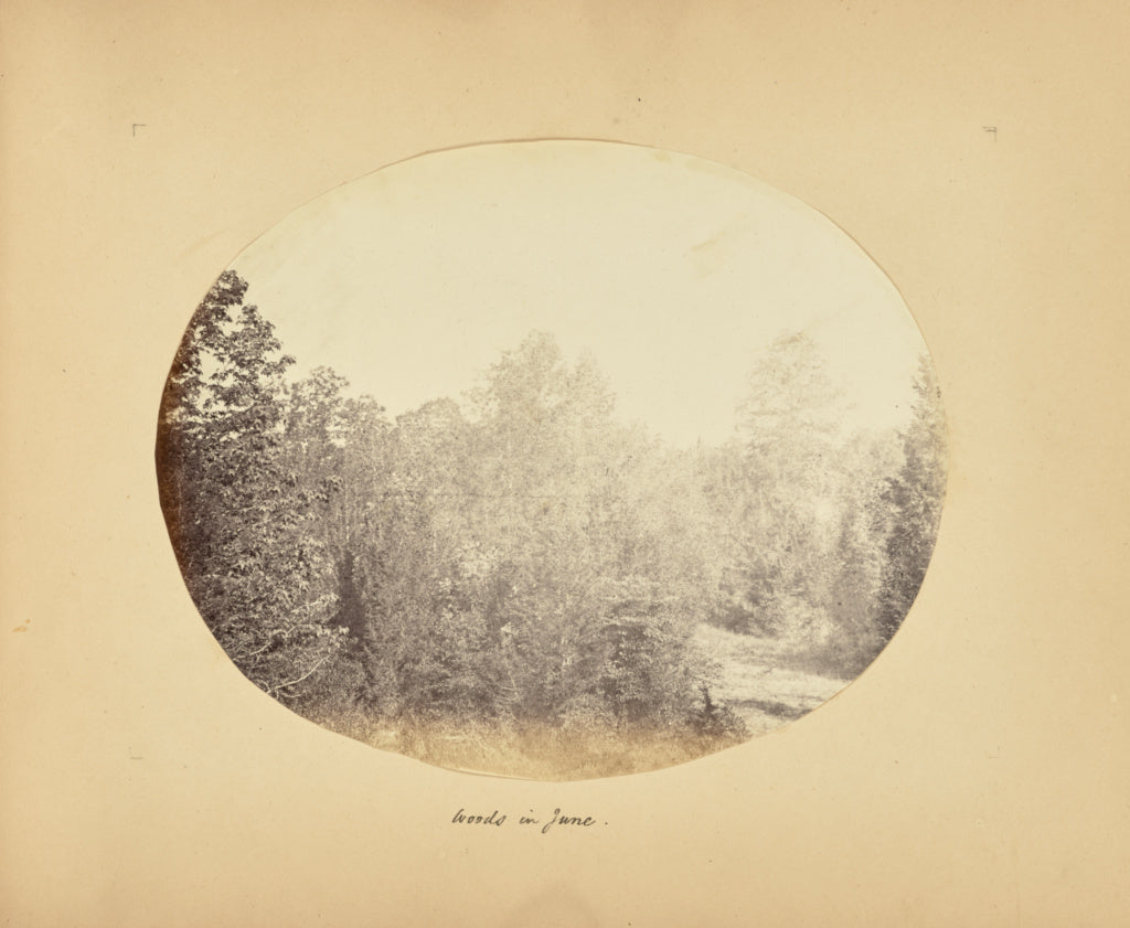 Alfred BoothPossibly:Woods in June, Poster Print Wall Art