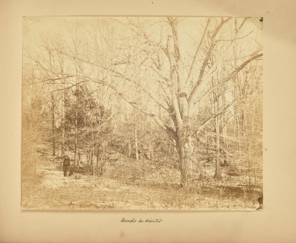 Thomas E. Jevons:Woods in Winter, Poster Print Wall Art