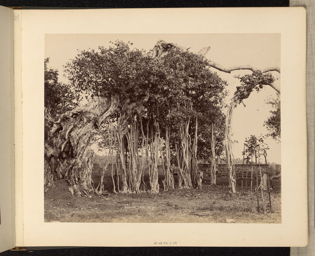The Colombo Apothecaries Co., Ltd.:Banian Tree, Poster Print Wall Art