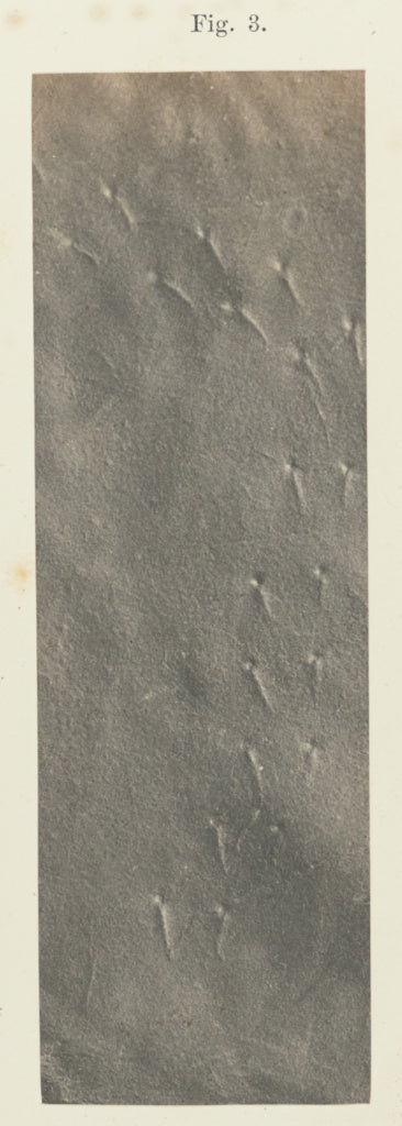 Unknown:Plate 41. Figure 3, Poster Print Wall Art