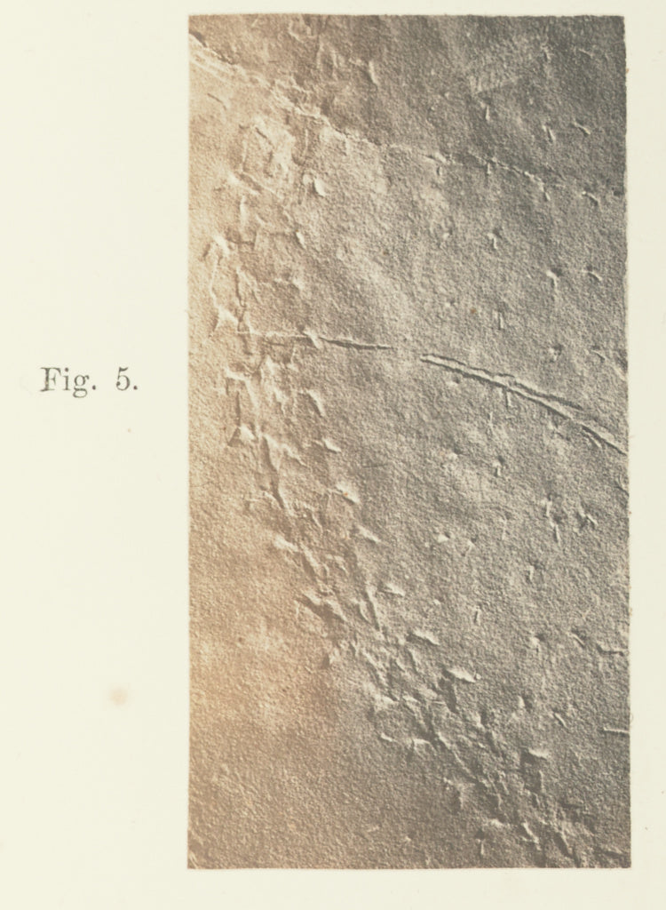 Unknown:Plate 41. Figure 5, Poster Print Wall Art