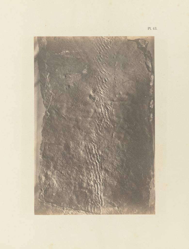 Unknown:Plate 43, Poster Print Wall Art