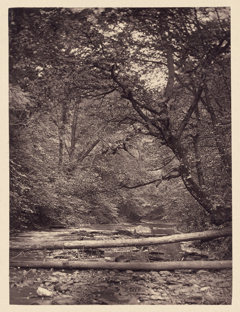 Arthur Brown:[Fallen trees in forest], Poster Print Wall Art