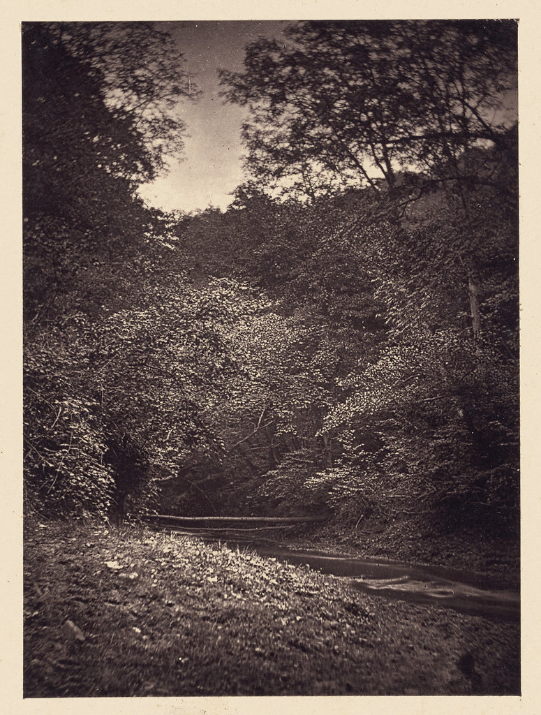 Arthur Brown:[Forest scene], Poster Print Wall Art