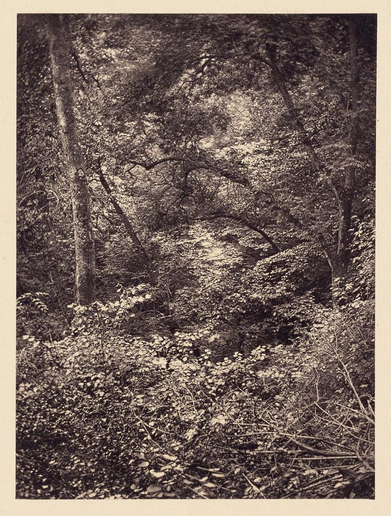 Arthur Brown:[Forest], Poster Print Wall Art
