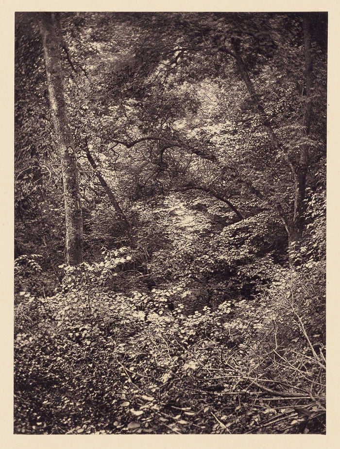 Arthur Brown:[Forest],16x12