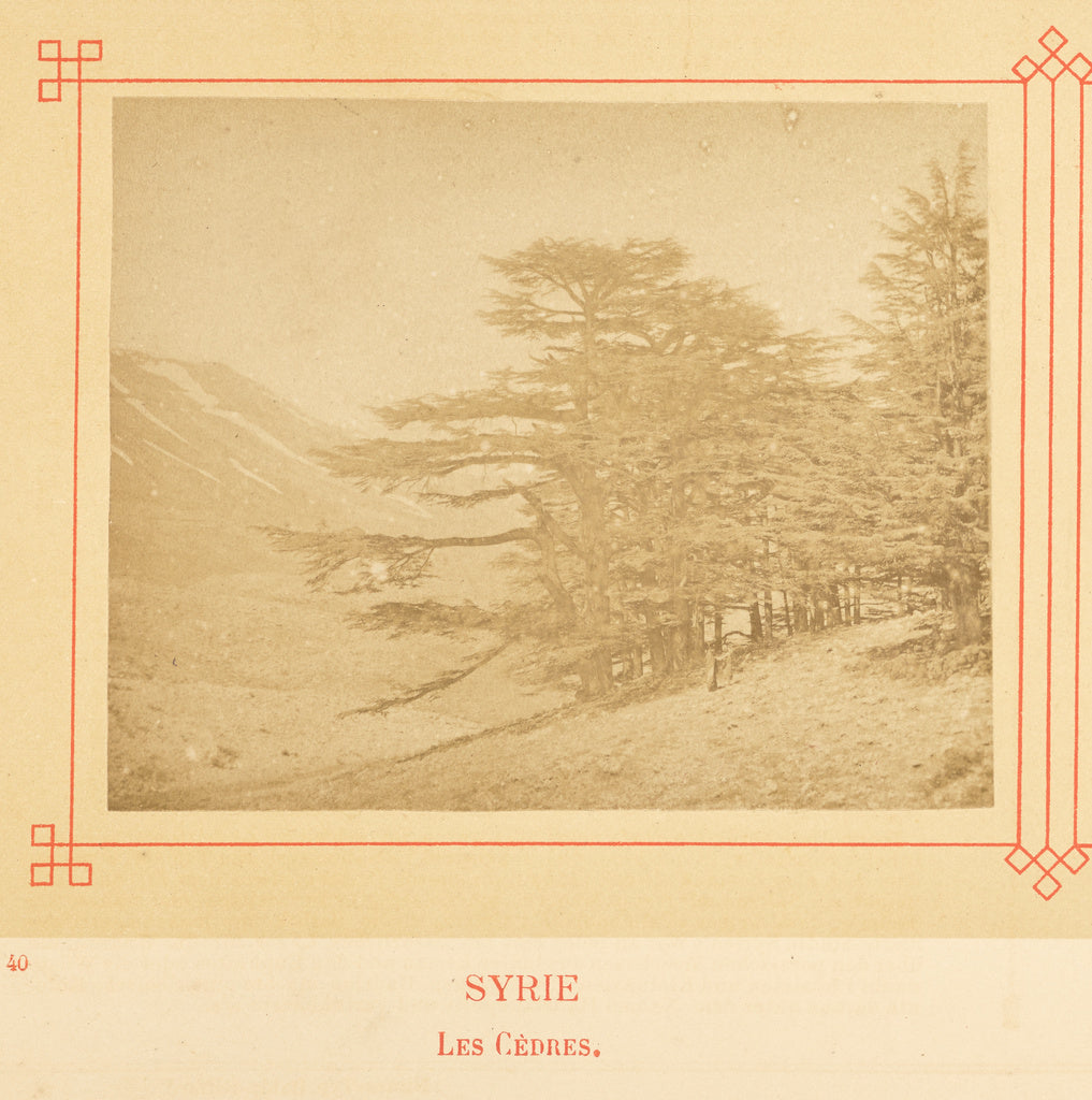 Félix Bonfils:Les Cèdres., Poster Print Wall Art